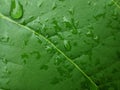 close up of leaves with wet water suitable for background