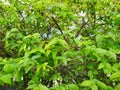 Close up of leaves Wrightia religiosa as a background. Royalty Free Stock Photo