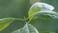 Close-up of the leaves of a young home-grown avocado tree Royalty Free Stock Photo