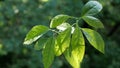 Close-up of the leaves of a young home-grown avocado tree in sunlight. Royalty Free Stock Photo