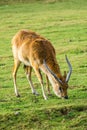 lechwe (Kobus leche) antelope eating grass
