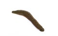 Close up leech isolated on white background. Royalty Free Stock Photo