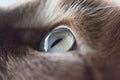 Close up of a left cat eye, cat looking up, animal eye, male animal, Cat`s Eye Royalty Free Stock Photo