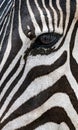 Close up left eye and skin pattern of zebra, vertical image. Background texture part of wild animal