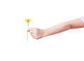 Left hand of asian little child giving single colorful flower sweet singapore daisy with love isolated on white background with