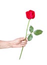 Left hand of asian old woman giving colorful red rose single flower with love isolated on white background with clipping path Royalty Free Stock Photo