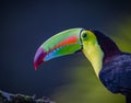 Close up and left portrait of the Brightly colored keel-billed toucan of Costa Rica