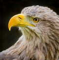 Close up of left profile of young bald eagle in Germany.CR2 Royalty Free Stock Photo