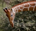 Close up of left profile of reticulated giraffe bending down in Kenya
