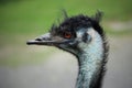 Close-up of Left Side of Emu Face Royalty Free Stock Photo