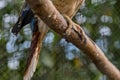 Close-up of leg of a Blue-winged kookaburra, bird sitting on a branch