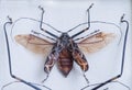 Close-up leggy female harlequin or joker-beetle Acrocinus longi