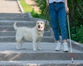 Close-up of the legs of a blind woman walking down the stairs with a tactile cane and with a guide dog. Royalty Free Stock Photo