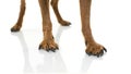 CLOSE-UP LEGS AND PAWS DOG WITH OSTHEOARTHRITIS. ISOLATED SHOT AGAINST WHITE BACKGROUND Royalty Free Stock Photo