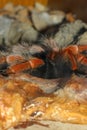 Close up legs Tarantula spider, Brachypelma Boehmei Royalty Free Stock Photo