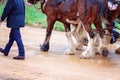 Close Up Of Legs Of Team Of Draft Horses Royalty Free Stock Photo