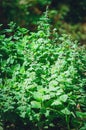 Close-up of Lemon Balm flowers Melissa officinalis