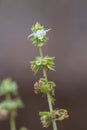 Close up Lemon basil or Hoary basil plant in a garden.Ocimum basilicum