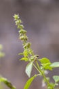 Close up Lemon basil or Hoary basil plant in a garden.Ocimum basilicum