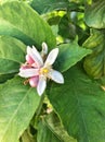 Close up of a Lemon Flower on Lemon Tree