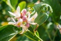 Close up of lemon flowers