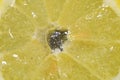 Close-up of a lemon slice in liquid with bubbles. Slice of ripe lemon in water. Close-up of fresh citron slice covered Royalty Free Stock Photo