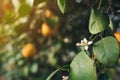 Close-up of lemon tree flower on ripe lemons background Royalty Free Stock Photo