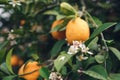 Close-up of lemon tree flower on ripe lemons background Royalty Free Stock Photo