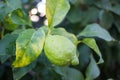 Close-up of a lemon tree with a green lemon growing. Soller Valley, Majorca Royalty Free Stock Photo