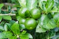 Close up lemon tree, green lime tree. Green lime tree hanging branches Royalty Free Stock Photo