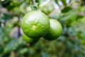 Close up lemon tree, green lime tree,Green lime tree hanging branches Royalty Free Stock Photo