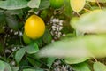 Close-up of a lemon tree. Ripe Lemons hanging on tree. Growing Lemon Royalty Free Stock Photo