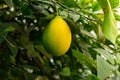 Close-up of a lemon tree. Ripe Lemons hanging on tree. Growing Lemon Royalty Free Stock Photo