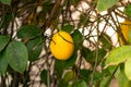 Close-up of a lemon tree. Ripe Lemons hanging on tree. Growing Lemon Royalty Free Stock Photo