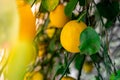 Close-up of a lemon tree. Ripe Lemons hanging on tree. Growing Lemon Royalty Free Stock Photo