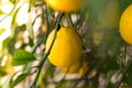 Close-up of a lemon tree. Ripe Lemons hanging on tree. Growing Lemon Royalty Free Stock Photo