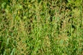 Close-up of Lemon Verbena Flowers, Lemon Beebrush, Aloysia Citrodora, Nature Royalty Free Stock Photo