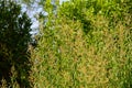 Close-up of Lemon Verbena Flowers, Lemon Beebrush, Aloysia Citrodora, Nature Royalty Free Stock Photo