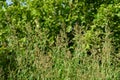 Close-up of Lemon Verbena Flowers, Lemon Beebrush, Aloysia Citrodora, Nature Royalty Free Stock Photo