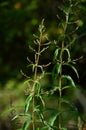 Close-up of Lemon Verbena Flowers, Lemon Beebrush, Aloysia Citrodora, Nature Royalty Free Stock Photo