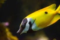 Close up of a lemon yellow lab cichlid, a very popular fish in aquaculture Royalty Free Stock Photo