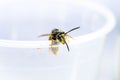 Close-up of lemonade wasp that climbs on rim of plastic cup Royalty Free Stock Photo