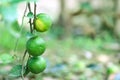 Close up Lemons with green leaves hanging on blurred background in vegetables farm Royalty Free Stock Photo