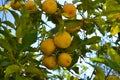 Close up of Lemons hanging from a tree in a lemon grove Royalty Free Stock Photo