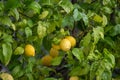 Close up of Lemons hanging from a tree in a lemon grove Royalty Free Stock Photo