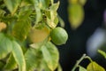 Close up of Lemons hanging from a tree in a lemon grove Royalty Free Stock Photo