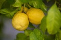 Close up of Lemons hanging from a tree in a lemon grove