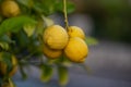 Close up of Lemons hanging from a tree in a lemon grove