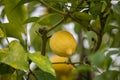 Close up of Lemons hanging from a tree in a lemon grove Royalty Free Stock Photo