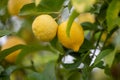 Close up of Lemons hanging from a tree in a lemon grove Royalty Free Stock Photo